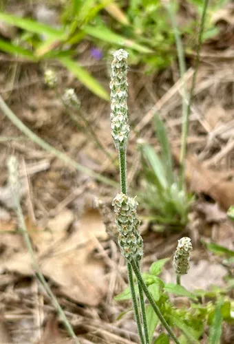 Wright's Plantain — photo by texag2015