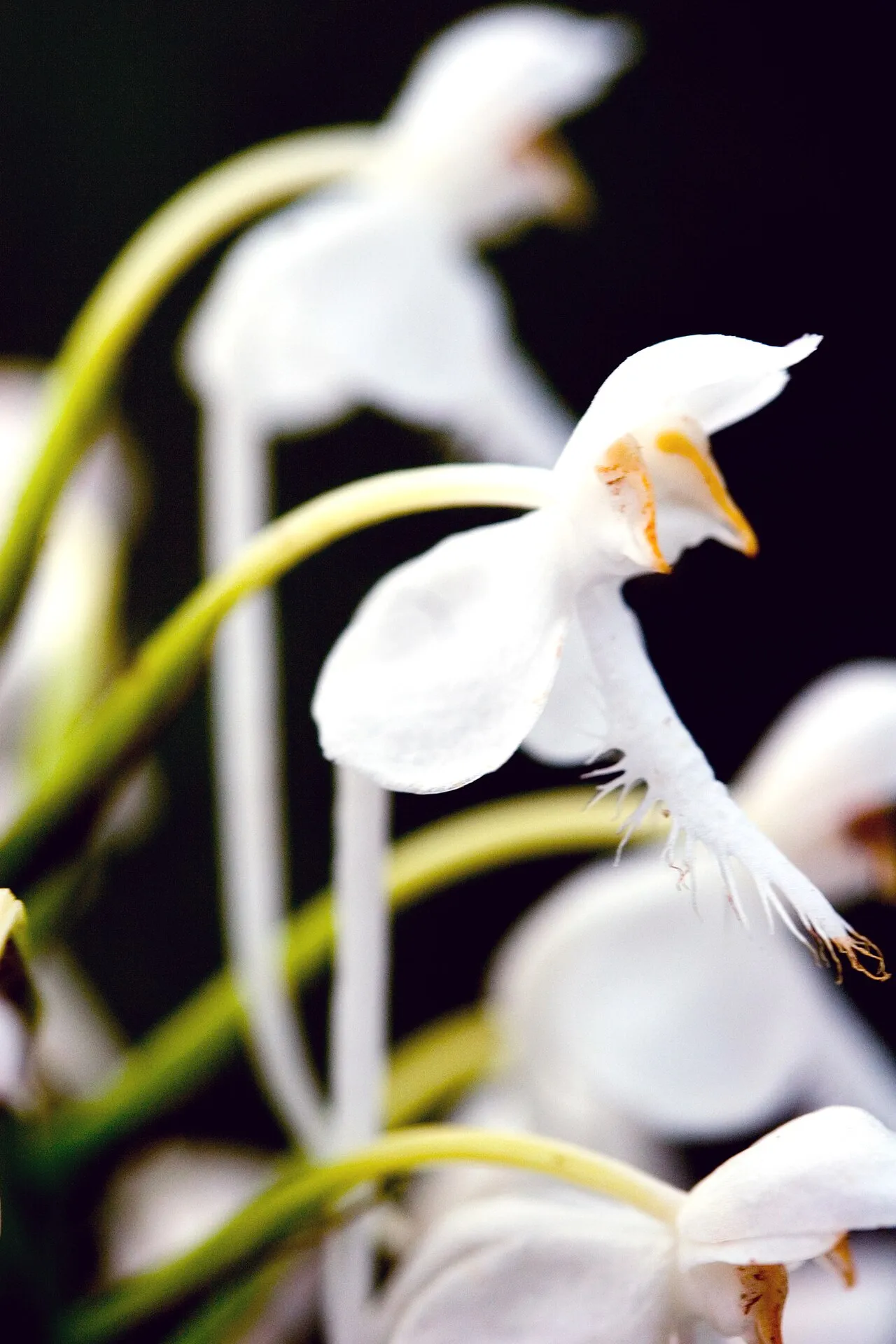 White Fringed Orchid (var. conspicua) — photo by NC Orchid