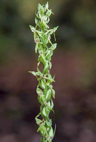Shortflowered Bog Orchid — photo by Pablo Vinuesa