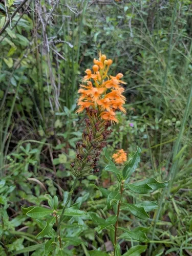 Chapman's Fringed Orchid