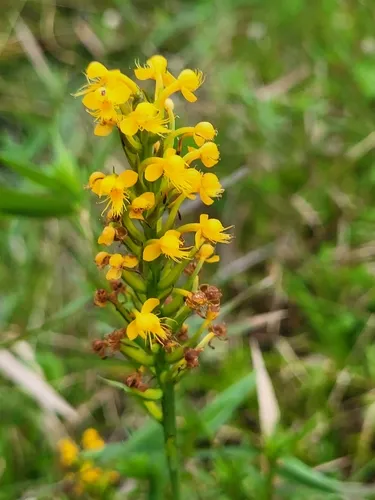 Crested Yellow Orchid