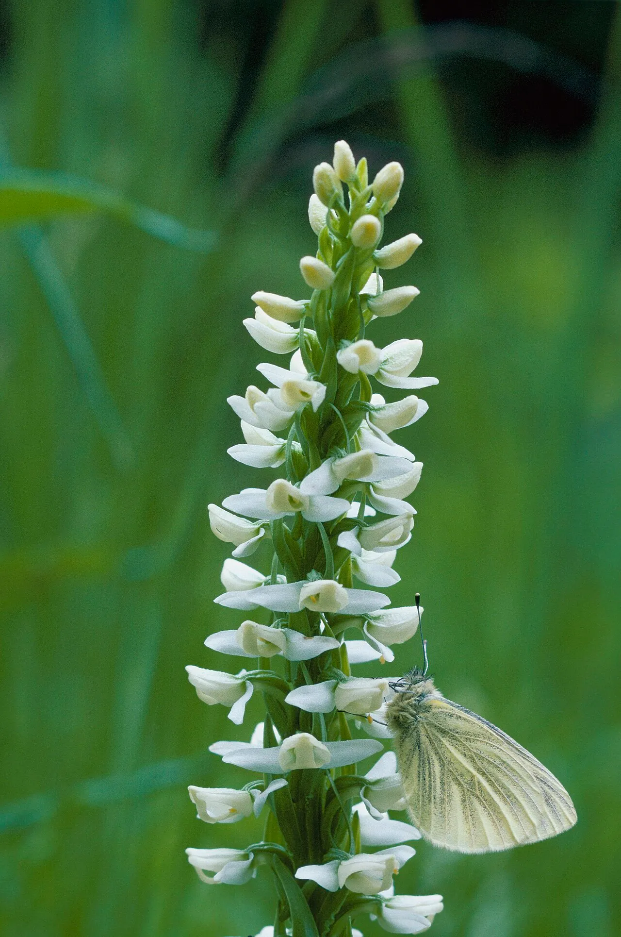 Sierra Bog Orchid (var. leucostachys) — photo by David Menke