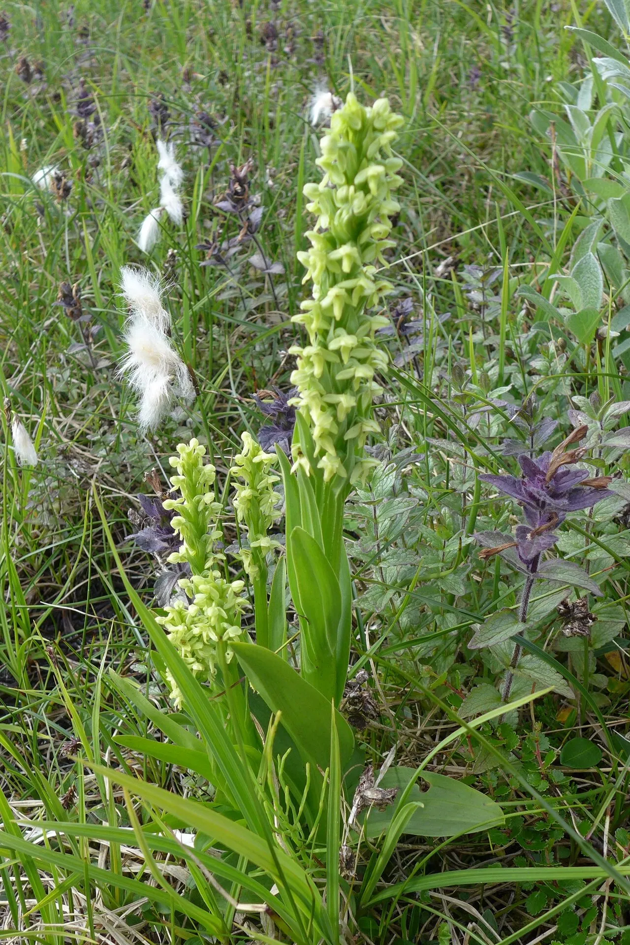 Palegreen Orchid (var. herbiola) — photo by icosahedron