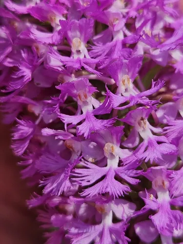 Greater Purple Fringed Orchid — photo by arachishypogaea