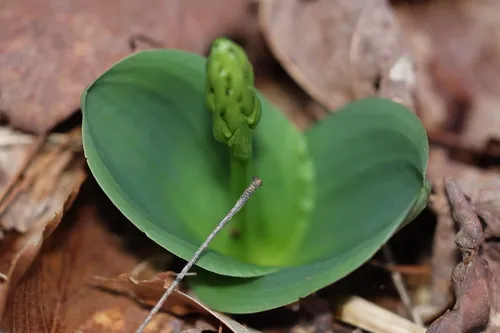 Hooker's Orchid — photo by Siler Russ