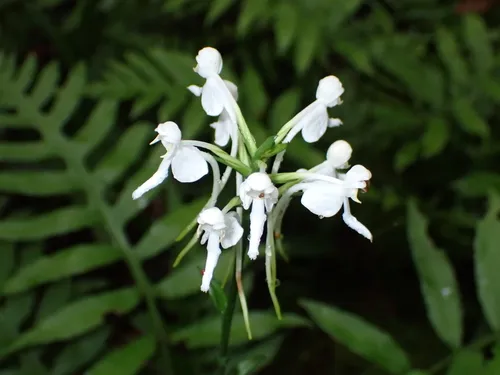 White Fringeless Orchid — photo by Jared Gorrell