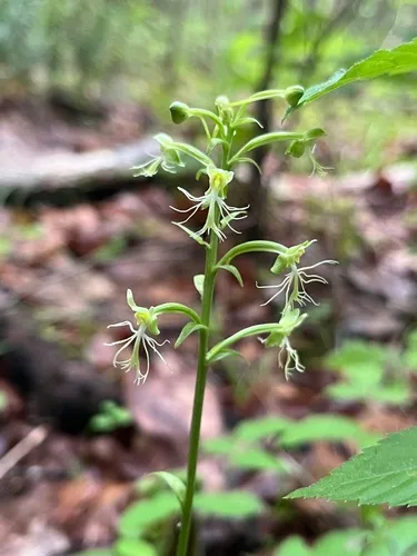 Green Fringed Orchid — photo by Matt Tomlinson