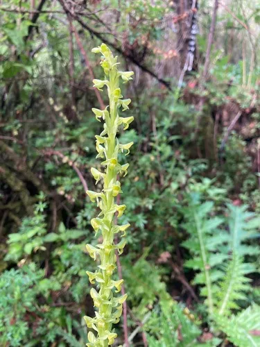 Thurber's Bog Orchid — photo by danielht