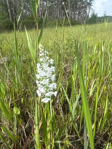 Snowy Orchid — photo by Jonathan Pitchford