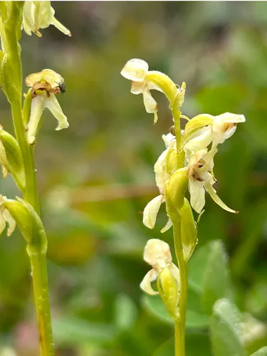 Bluntleaved Orchid
