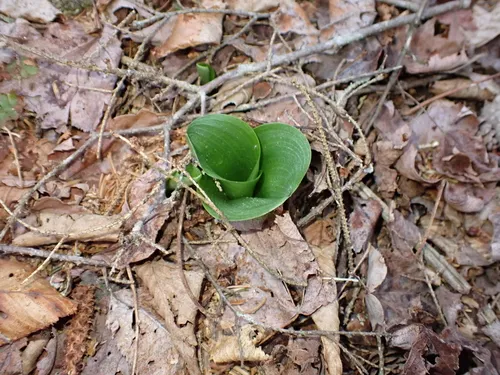 Lesser Roundleaved Orchid — photo by Jared Gorrell