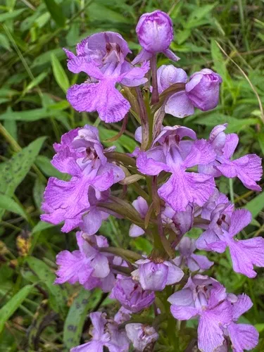 Purple Fringeless Orchid — photo by Rodney Haynes