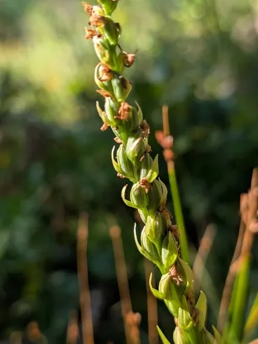 Purple-petal Bog Orchid — photo by Jennifer Ackerfield