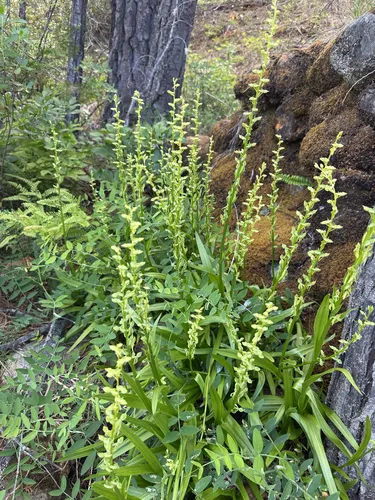 Sparse-flowered Bog Orchid (var. sparsiflora) — photo by Nathan McCanne