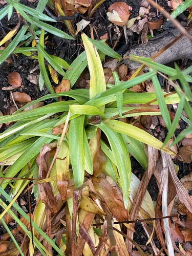 Intermountain Bog Orchid — photo by hedgely
