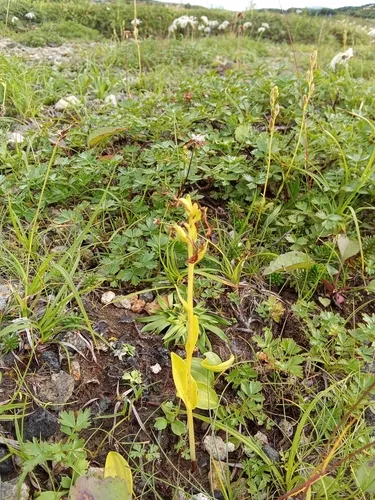 Aleutian Bog Orchid