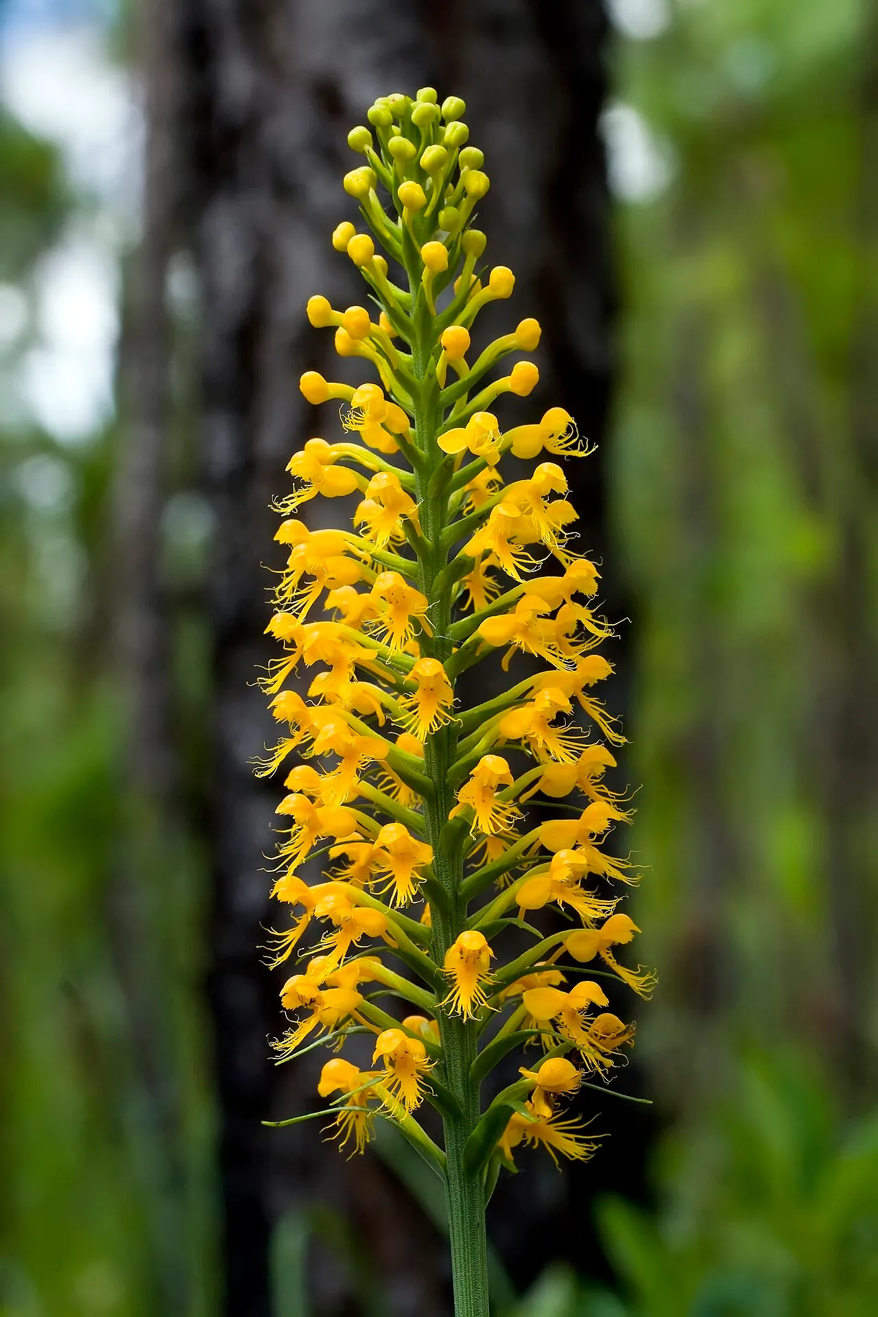 Fringed Orchid — photo by NC Orchid