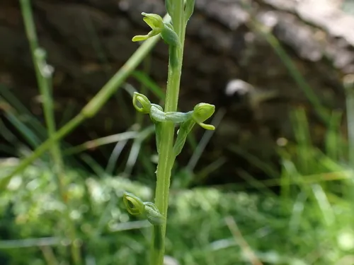 Yosemite Bog Orchid — photo by Preston Ernest