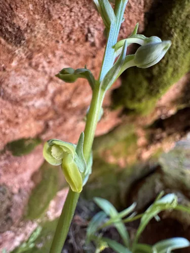 Alcove Bog Orchid