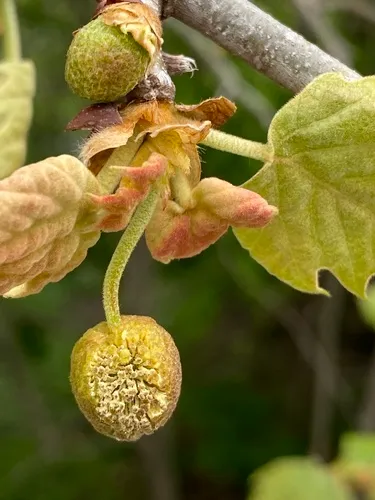 American Sycamore