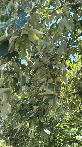 California Sycamore