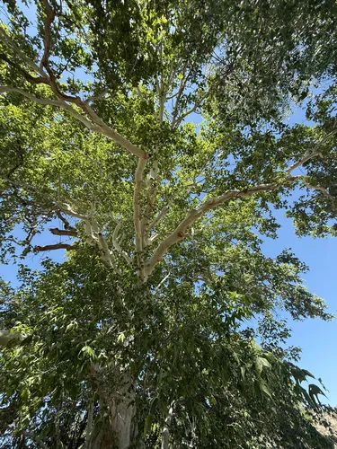 Arizona Sycamore — photo by suemruth