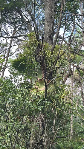 Elkhorn Fern