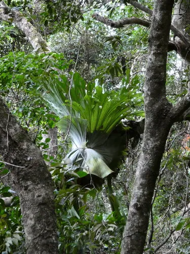 Staghorn Fern — photo by Steve Fitzgerald