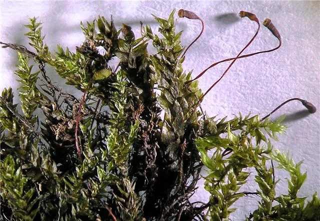 Platyhypnidium Moss — photo by Fozy81