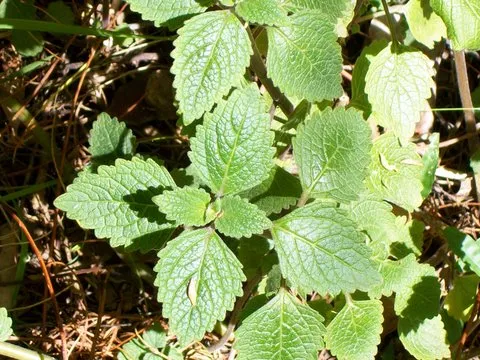 Little Spurflower