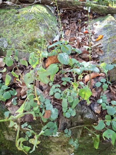 Whorled Plectranthus