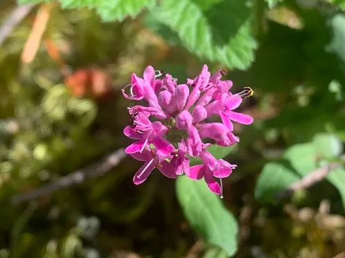 Shortspur Seablush