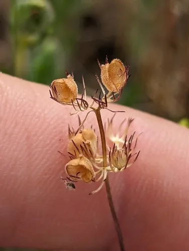 Longhorn Plectritis (subsp. macrocera) — photo by wetlandwanderer