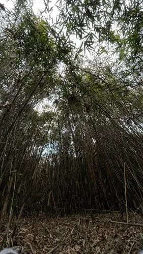 Simon Bamboo — photo by tofuinsect