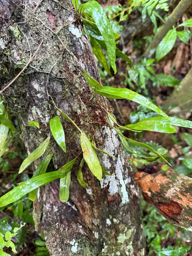 Starscale Fern