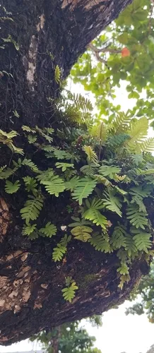 Resurrection Fern (subsp. polypodioides) — photo by Else Silva