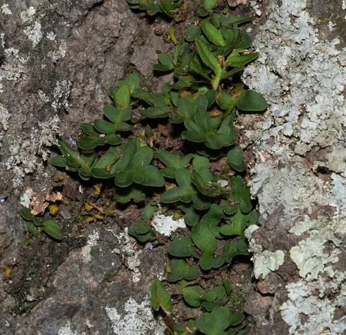 Rio Grande Scaly Polypody