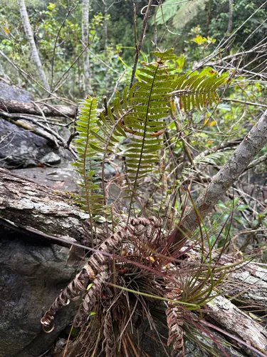 Thickleaf Scaly Polypody — photo by Omar Monzon Carmona