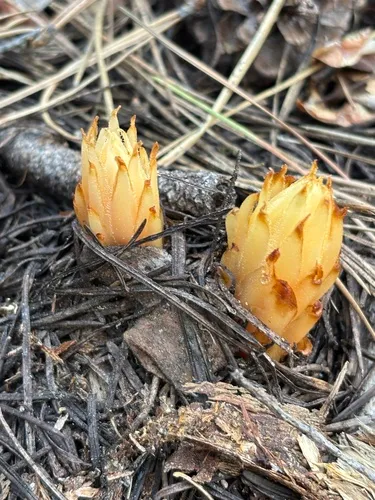 Fringed Pinesap