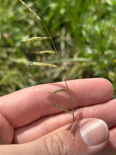 Annual Semaphoregrass