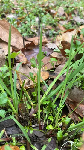 North Coast Semaphoregrass