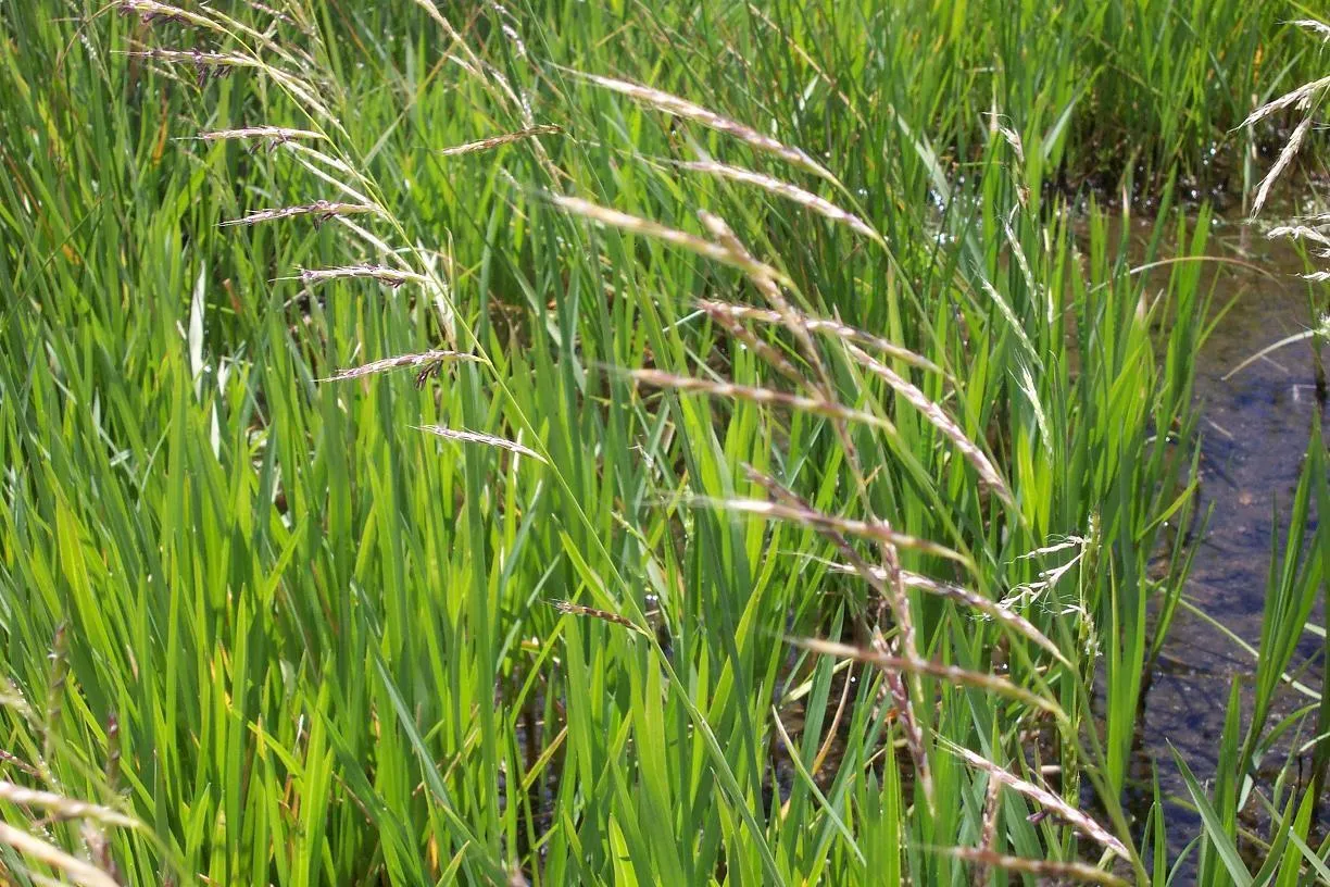 Oregon Semaphoregrass — photo by USDA FS