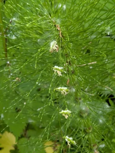 Nodding Semaphoregrass