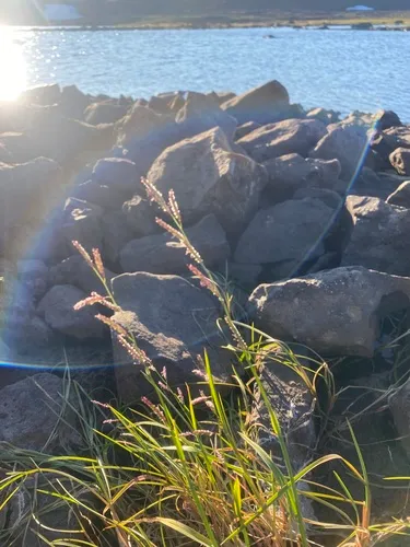False Semaphoregrass
