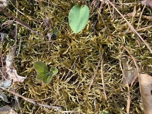 Schreber's Big Red Stem Moss