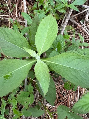 Camphor Pluchea