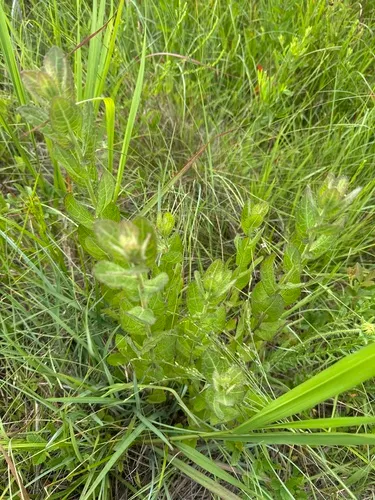 Stinking Camphorweed