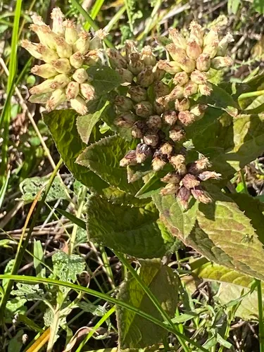 Longleaf Camphorweed