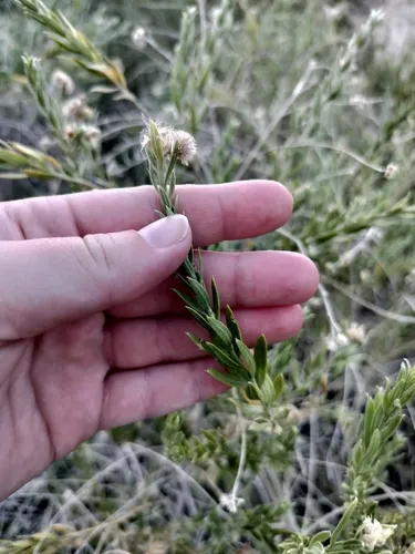 Arrowweed — photo by HSJ