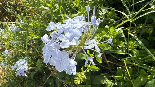 Cape Leadwort